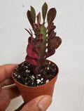 Euphorbia Tigrona